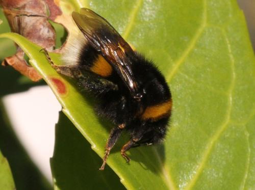 Bombus sp.